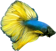 gettyimages-931551374