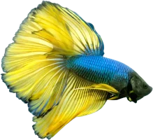 gettyimages-931551374