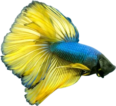 gettyimages-931551374